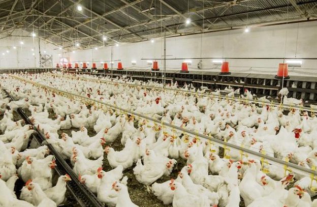 Lipid Oxidation in Poultry